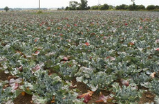 "There should be 90 or 100 grand worth of broccoli here - we probably won't see any of it"