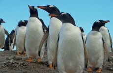 €700,000 for penguins - a month before the Budget
