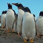€700,000 for penguins - a month before the Budget