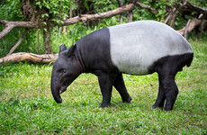 Boy who witnessed toddler sister being attacked by tapir awarded €25,000