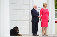 We need an Instagram account devoted to Michael D's dogs Bród and Síoda immediately