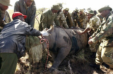 'A complete disaster': Eight out of 14 endangered rhinos die after moving to a new park