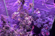 Magic mushrooms, MDMA and €25k worth of cannabis seized in Kerry grow house