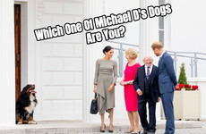 Which One Of Michael D's Dogs Are You?