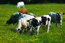 Woman dies in Galway farm accident