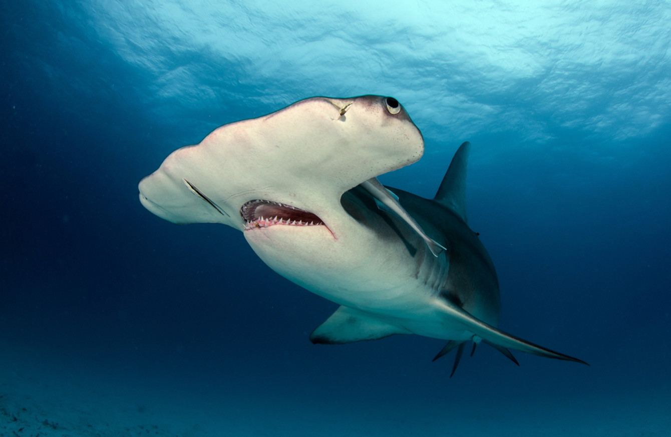 Warming seas mean 10 species of shark could soon in Irish
