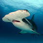 Warming seas mean 10 new species of shark could soon roam in Irish waters