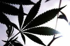 Cannabis plants seized in Dublin, Kildare in separate operations
