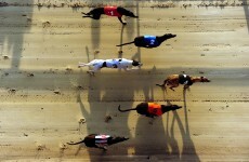 Mass grave for racing greyhounds discovered in Limerick