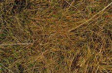 Weather warning issued due to lack of rain in coming week