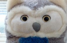 Our Lady's Children's Hospital in Crumlin wants to reunite this owl with its owners