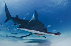 How many new species of shark could be heading for Irish waters? It's the week in numbers