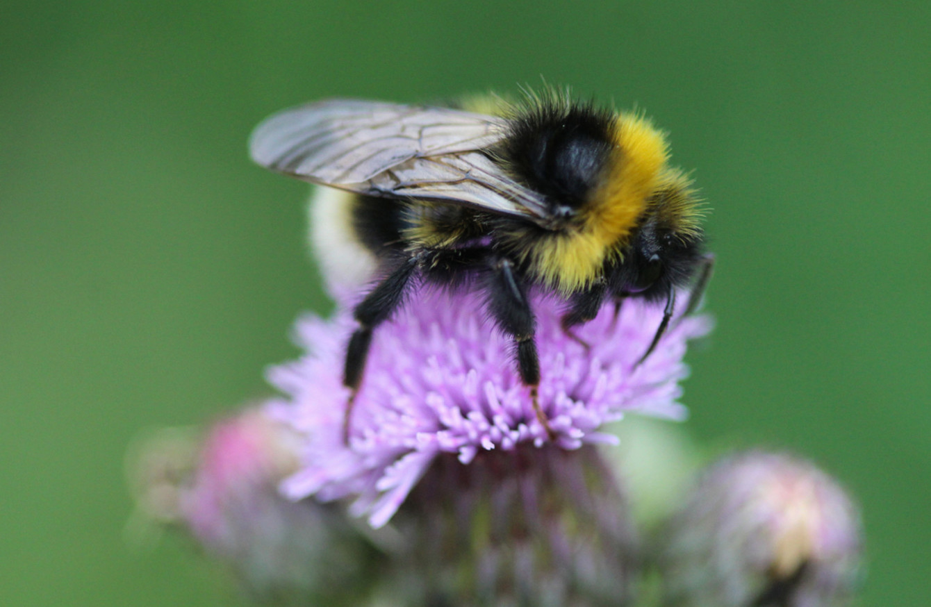 Kilkenny has chosen its own county insect... and it's the garden bumblebee