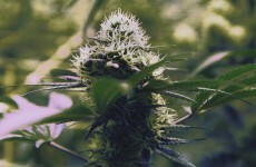 Spanish town fails to reach vote threshold to grow cannabis