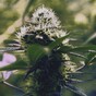 Spanish town fails to reach vote threshold to grow cannabis