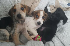 16 malnourished puppies seized in Co Galway