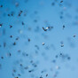 So the flying ants are back - and the heatwave means there'll be a longer season this summer