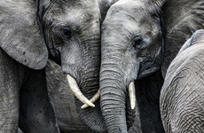 200 elephants to be moved to Mozambique as part of effort to prevent falling numbers