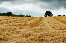 The cereal harvest is forecast to be the worst in 24 years