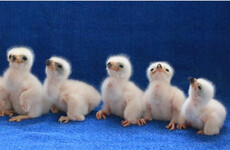 Irish man due in UK court for attempting to smuggle rare bird eggs at Heathrow