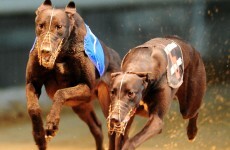 Bord na gCon 'has identified greyhounds found in Limerick grave'