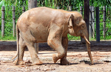 Endangered pygmy elephant shot dead in Malaysia 'out of revenge for destroying crops'