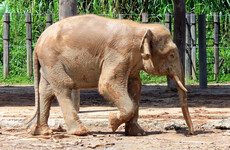 Endangered pygmy elephant shot dead in Malaysia 'out of revenge for destroying crops'