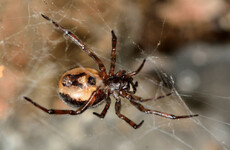Spider eats native Irish lizard in first recorded case