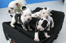 Man charged over abandoning puppies after leaving ID tag on suitcase