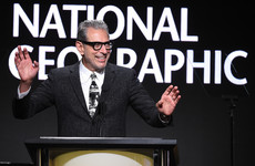 Jeff Goldblum is getting his own documentary series to investigate really mundane things
