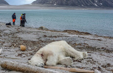 Polar bear shot dead in 'self-defence' after wounding cruise ship worker
