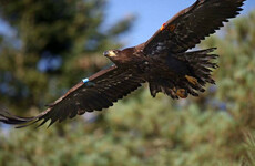 Eddie the Eagle found dead in Kerry after going missing earlier this year
