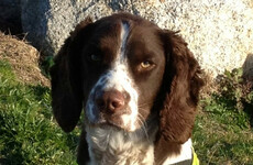 Amphetamines worth half a million seized with help of detector dog Defor