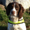 Amphetamines worth half a million seized with help of detector dog Defor