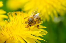 Irish and US researchers teaming up to help save bees