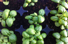 'Sowing season doesn’t stop at the end of spring if you want vegetables over the winter'