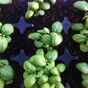 'Sowing season doesn’t stop at the end of spring if you want vegetables over the winter'
