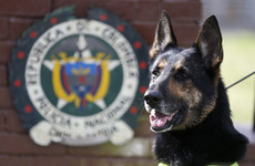 Colombian police say threats against dogs happen on 'daily basis' as top canine put in protection