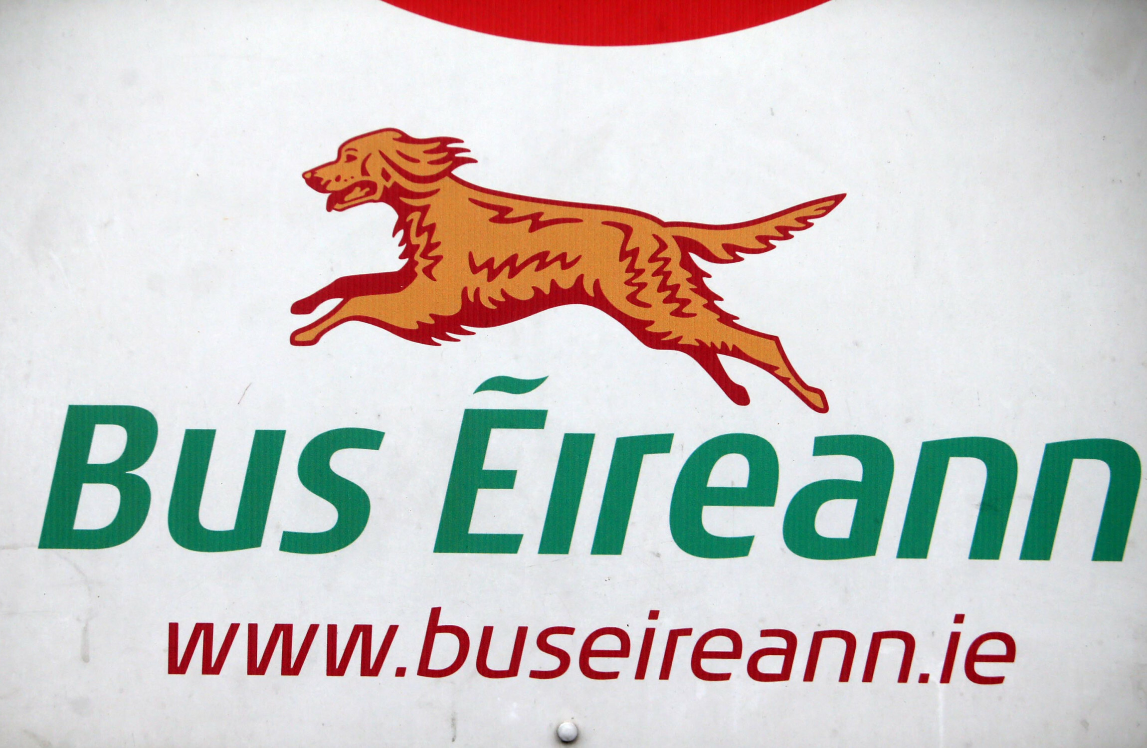 bus eireann dog