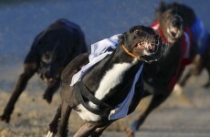 Coveney expresses concern at discovery of Limerick greyhound grave