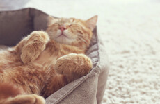 12 random facts you didn't know you wanted to know about the cats in your life