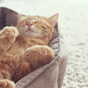 12 random facts you didn't know you wanted to know about the cats in your life