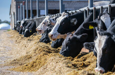 Farmers' feed costs have exploded inside a year as fallout from hot weather bites