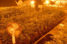 European gangs are using rural Longford to grow cannabis on an industrial scale