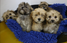 ISPCA rescues 86 dogs and puppies from illegal dog breeder