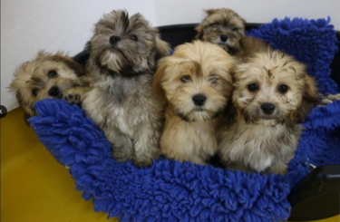 Ispca puppies 2024