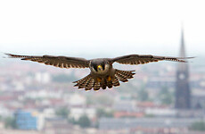 Appeal after two adult falcons killed while trying to incubate eggs