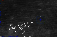 Watch: Cows help police catch suspect in Florida