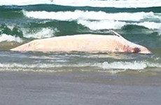 Concern sonar may be causing strandings as seven more whale deaths reported