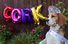 Pet Sitters Ireland are running an animal version of the Rose of Tralee and the contestants are adorable